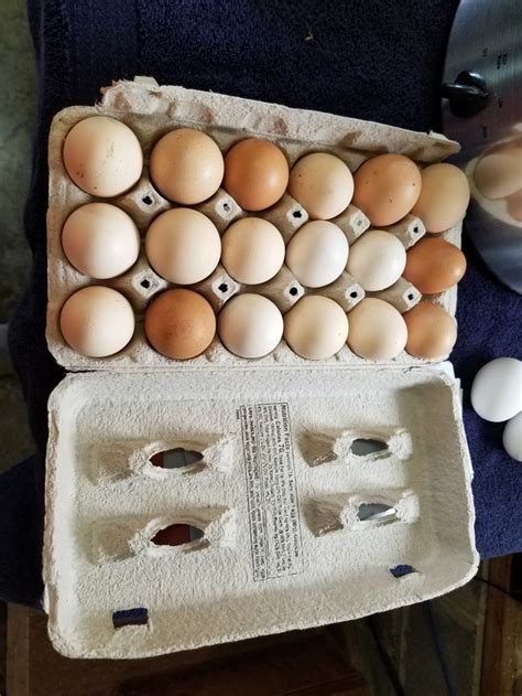 <b>Buff Orpington Bantam</b> – Sold as Baby Chicks Only – No Sexing Available Shipped Early Feb thru Mid August. . Buff orpington fertile eggs for sale